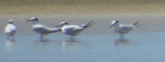 Sterninae