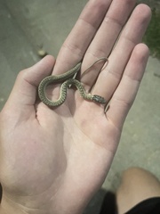 Thamnophis elegans vagrans