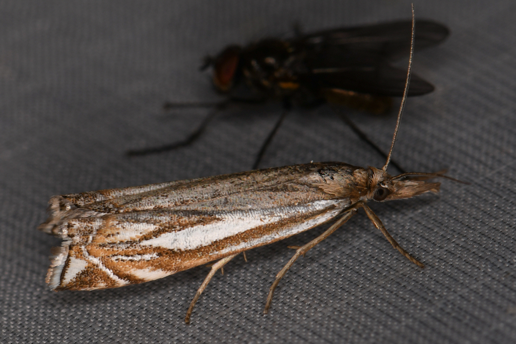 Whitmer's Grass-veneer