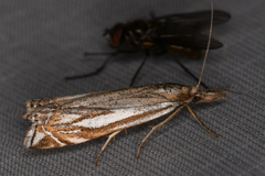 Crambus whitmerellus