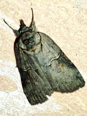 Nycteola asiatica