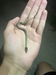 Thamnophis elegans vagrans