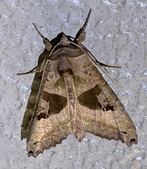 Phlogophora periculosa