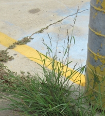 Echinochloa colona