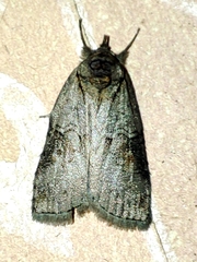 Nycteola asiatica