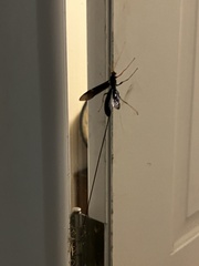 Megarhyssa atrata