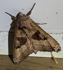 Phlogophora periculosa