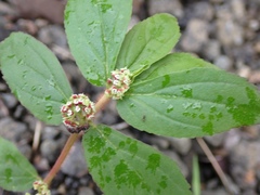 Euphorbia hirta