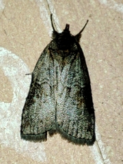 Nycteola asiatica