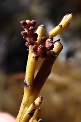 Exocarpos bidwillii