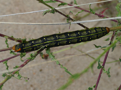 Hyles lineata