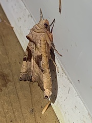 Phlogophora periculosa