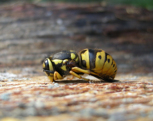 Western Yellowjacket