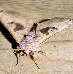 Phlogophora periculosa