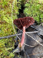 Tubaria rufofulva