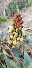 Ricinus communis