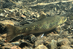 Salvelinus fontinalis