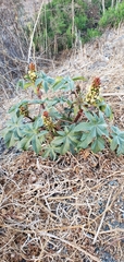 Ricinus communis