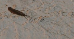 Oecetis