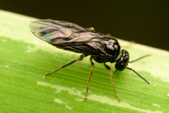 Symphyta