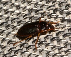 Harpalinae