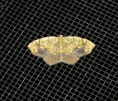 Nematocampa resistaria
