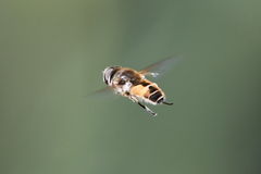 Eristalis arbustorum
