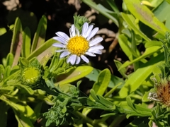Aster asa-grayi