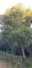 Populus trichocarpa