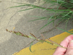 Echinochloa colona