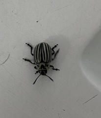 Leptinotarsa undecimlineata