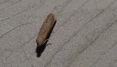 Homoeosoma electella