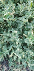 Atriplex suberecta