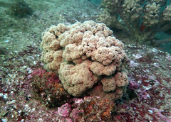 Dendronephthya australis