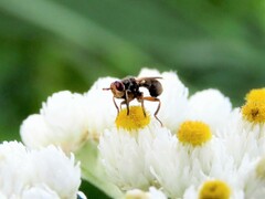 Thecophora