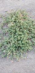 Atriplex suberecta
