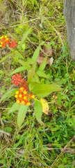 Asclepias curassavica