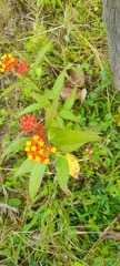 Asclepias curassavica