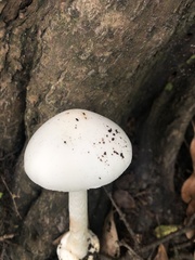 Phalloideae