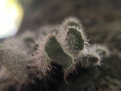Heterodermia comosa