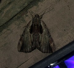 Catocala ultronia
