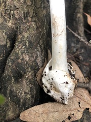 Phalloideae