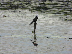 Microcarbo africanus