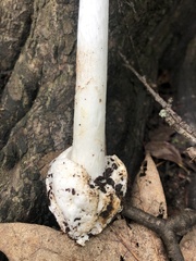 Phalloideae