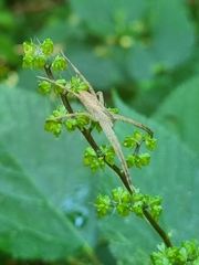 Pisaurina mira