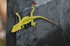 Anolis carolinensis