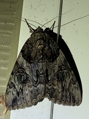 Catocala piatrix