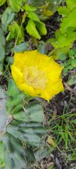 Opuntia galapageia