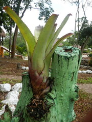 Bromeliaceae