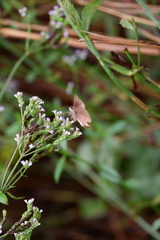 Erynnis
